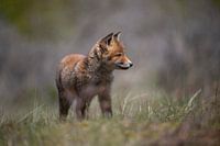 Red fox cub.