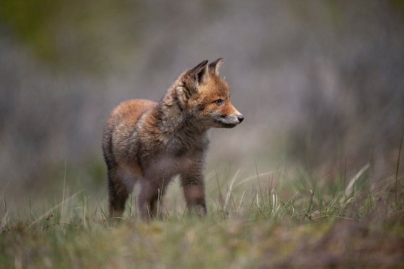 Red fox cub. by Maurice van de Waarsenburg