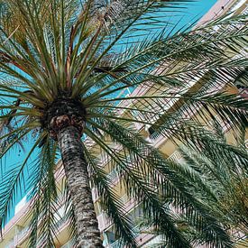 Find me under the palmtrees von Suzanne de Jong
