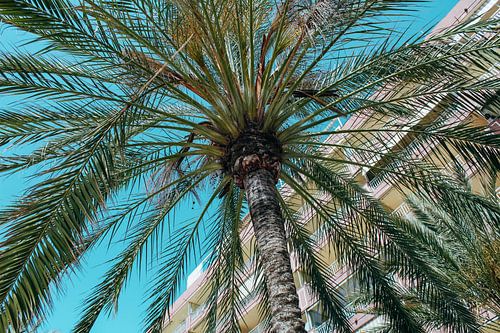 Vind me onder de palmbomen