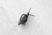 SLOW MOVE || slak