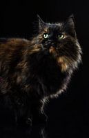 Portrait of a cat.