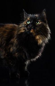 Portrait d'un chat. sur Hennnie Keeris