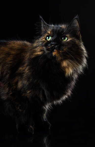 Porträt einer Katze. von Hennnie Keeris