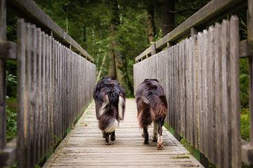 Best friends | Twee border collies lopen over een houten brug