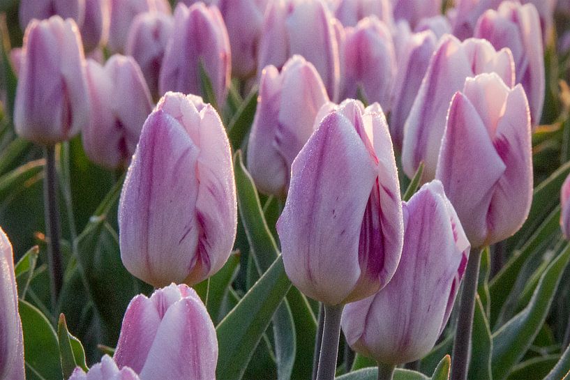 Weiß-violette Tulpen, Nahaufnahme in der Morgensonne von Ton van Waard - Pro-Moois