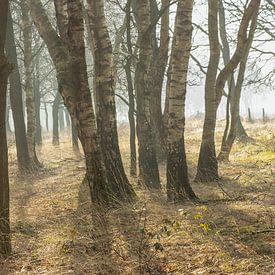 Nevel tussen de Bomen – Ochtendmagie in het Scharreveld van KB Design & Photography (Karen Brouwer)