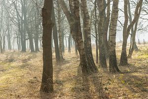 Nebel zwischen den Bäumen - Morgenzauber im Scharreveld
