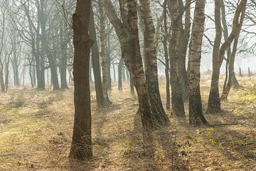 Nevel tussen de Bomen – Ochtendmagie in het Scharreveld van KB Design & Photography (Karen Brouwer)