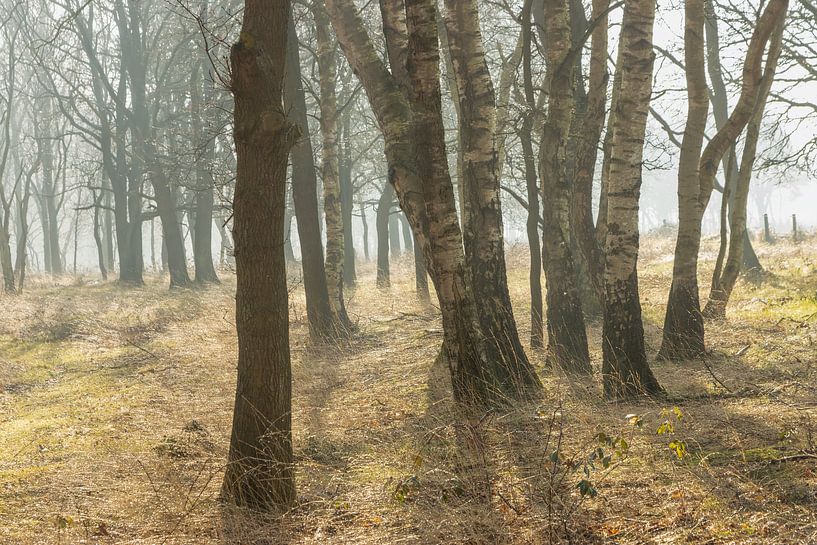 Nevel tussen de Bomen – Ochtendmagie in het Scharreveld van KB Design & Photography (Karen Brouwer)