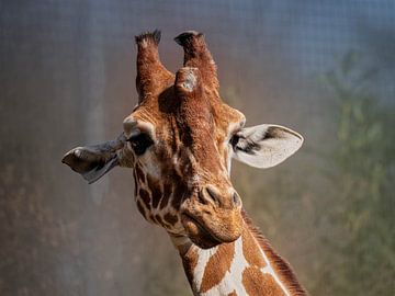 Girafe sur Beeld Creaties Ed Steenhoek | Photographie et images artificielles