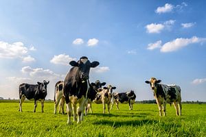 Groupe de vaches  sur Sjoerd van der Wal Photographie