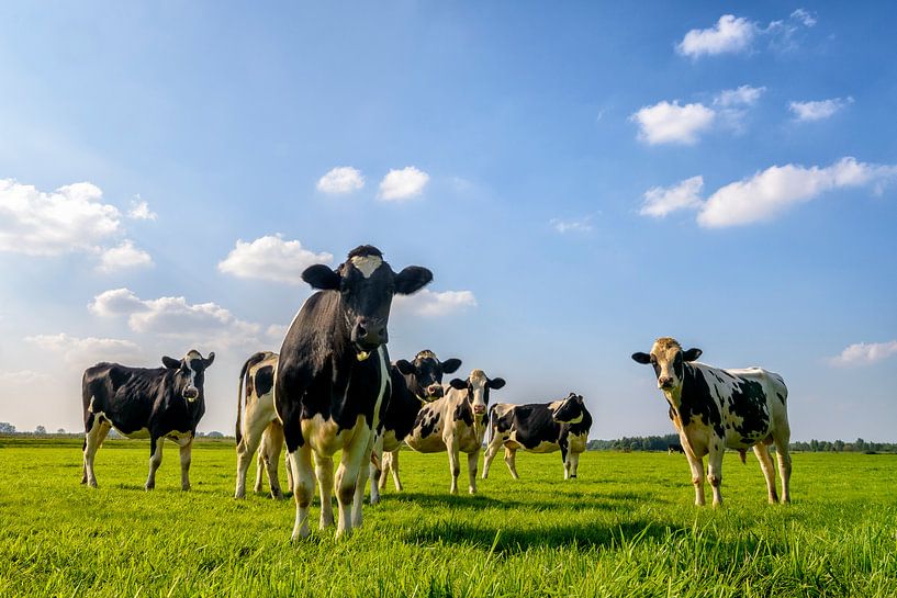 Gruppe von Kühen in die Linse von Sjoerd van der Wal Fotografie