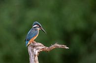 Martin-pêcheur sur un tronc par Tanja van Beuningen Aperçu