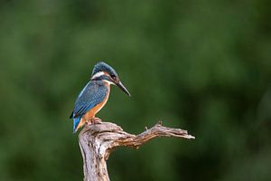 IJsvogel op stam van Tanja van Beuningen