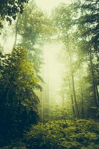 Sommerwald