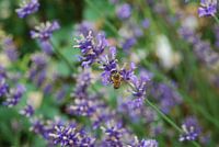 Bee in Lavender