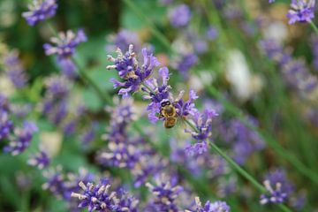 Bee in Lavender van Andreas Chatziantoniou