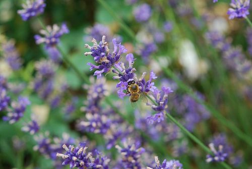 Bee in Lavender