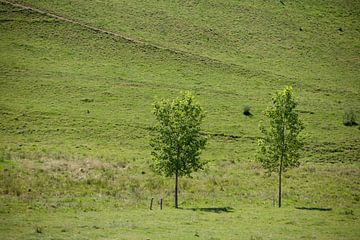 Groen op groen von Jim van Iterson