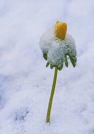 Yellow Winterling Flower in the Snow