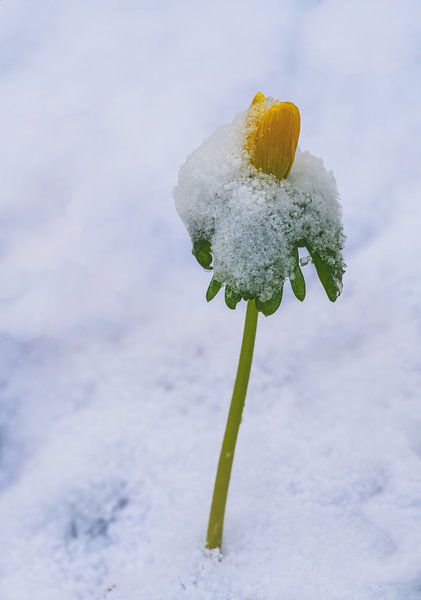 Yellow Winterling Flower in the Snow by ManfredFotos