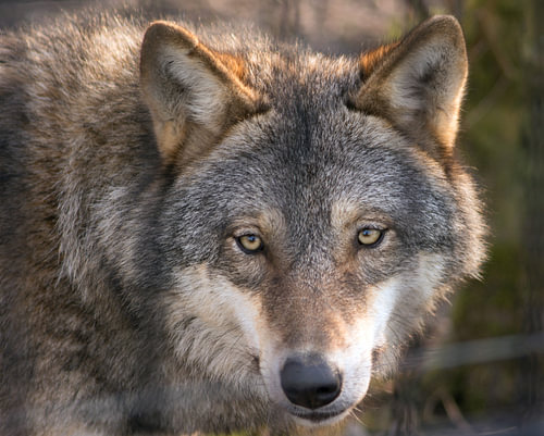 loup