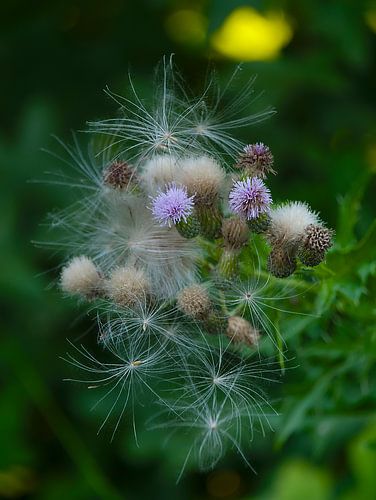 Mariendistel