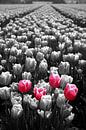 Hollandse tulpen von Dennis Claessens Miniaturansicht