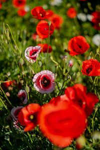 Papaver weide van Leo Schindzielorz