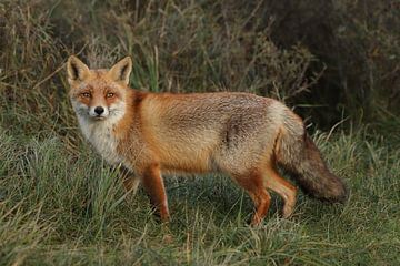 Vos (Vulpes vulpes) van Ronald Pol