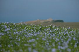 Bloemenveld aan de Côte d'opole by Cees Laarman
