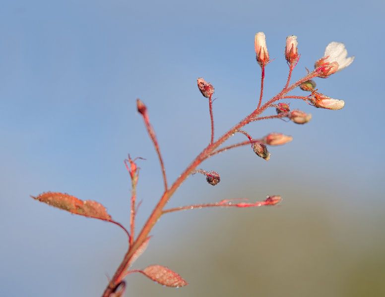 Awakening flowers in the morning mist by Miny'S