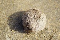 seeigel im sand von Babetts Bildergalerie Miniaturansicht