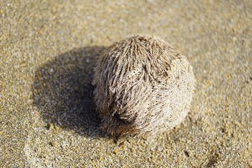 zee-egel in het zand van Babetts Bildergalerie