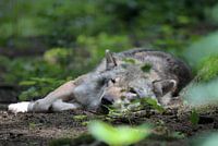 De Wolf