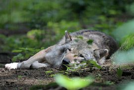 Le loup sur Eduard Martin