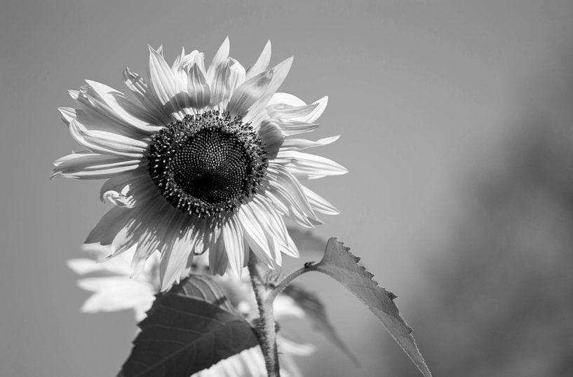 zonnebloem zwart/wit van Eugene Lentjes