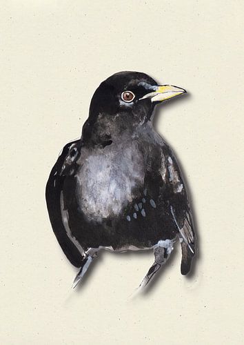 Merle avec ombre illustration d'oiseau