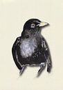 Merel met schaduw vogel illustratie van Angela Peters thumbnail