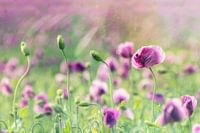 Papaver tijd