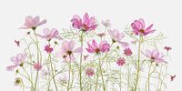 Cosmea-Blüten