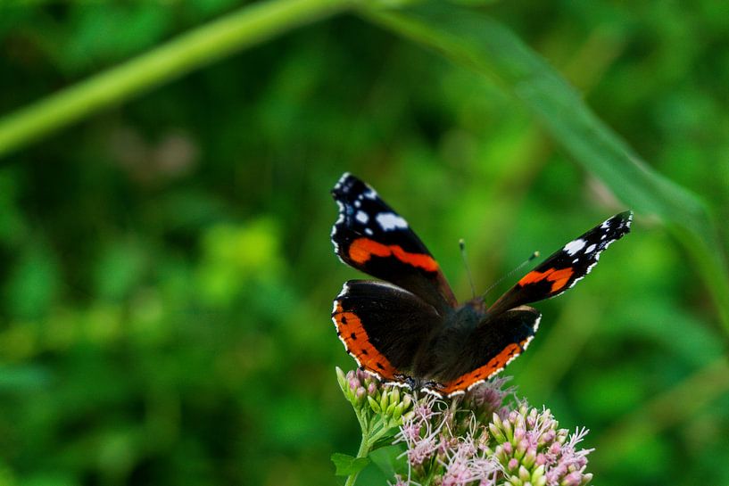 Butterfly Flight by Lili's Photography