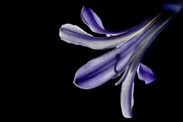 Beautiful flower of the African Lily with the silhouette of the pistil by Dafne Vos