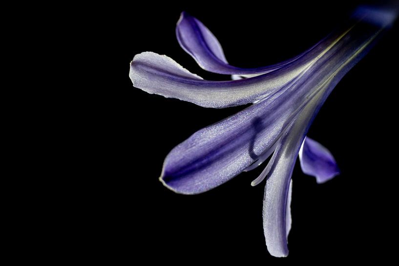 Belle fleur du lys africain avec la silhouette du pistil par Dafne Vos