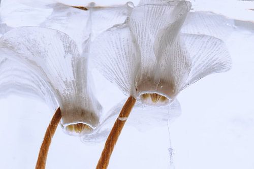 Weisse Alpenveilchen in Eis 3