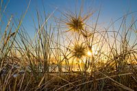 Dunes at sunrise