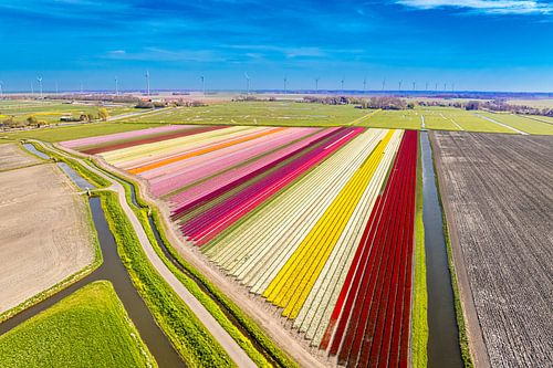 Tulipes en fleurs dans un champ en Hollande