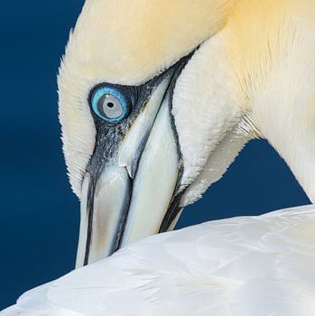 Mister Blue Eye (Northern Gannet)