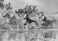 Horses run through water